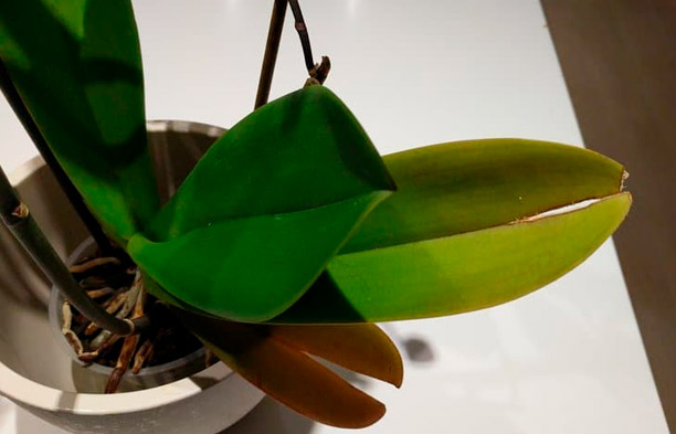 Prečo praskajú listy orchideí? Príčiny a riešenia